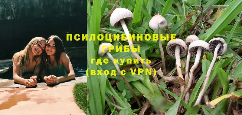 наркотики  Ермолино  Галлюциногенные грибы Psilocybine cubensis 